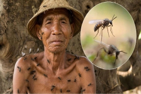 В Таиланде мужчина умер после укусов мошек: инфекция попала в ранки