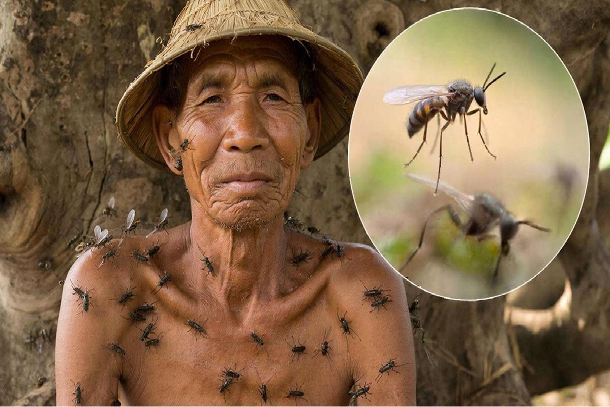 В Таиланде мужчина умер после укусов мошек: инфекция попала в ранки