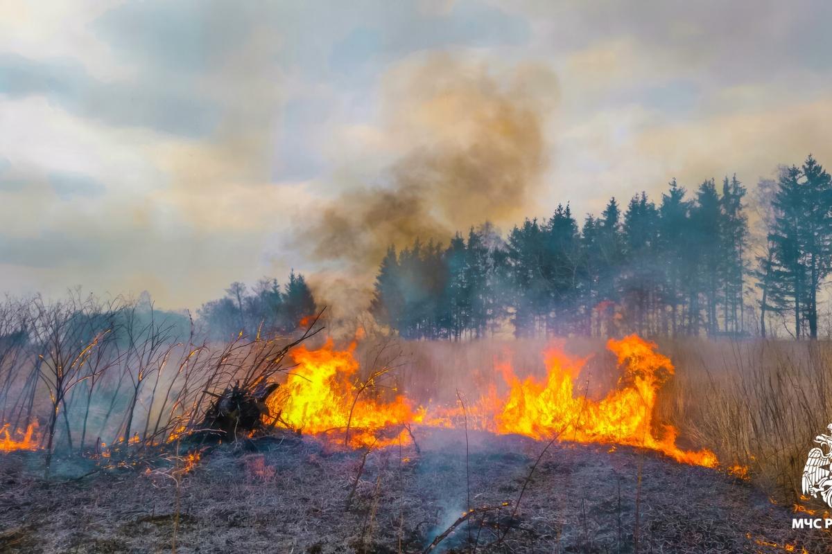 В Сосновском округе из-за горящего камыша открыли пожароопасный сезон