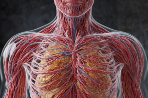 Российские учёные нашли способ восстанавливать сосуды у пациентов, используя их собственные клетки