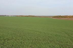 Аграрии не зафиксировали гибель озимых культур на полях Тамбовской области