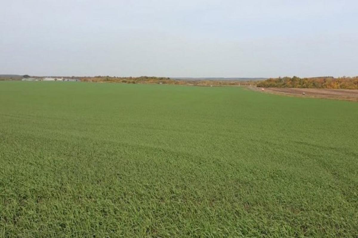 Аграрии не зафиксировали гибель озимых культур на полях Тамбовской области