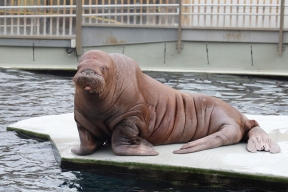 Московский зоопарк установил мировой рекорд по числу представленных в нем видов животных