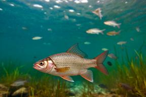 Обмеление Каспия и маловодье Волги поставили под угрозу рыбу на Нижней Волге