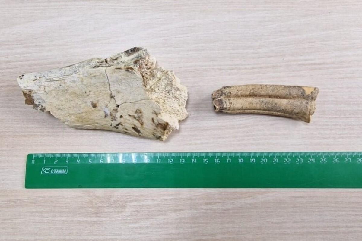 Кости древнего носорога нашли на территории заповедника в Калмыкии