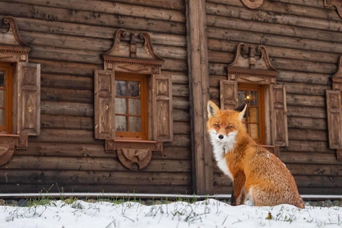 Карельская лиса покоряет Европу! Сенсационный снимок Подгорного - на крупнейшей выставке в Москве