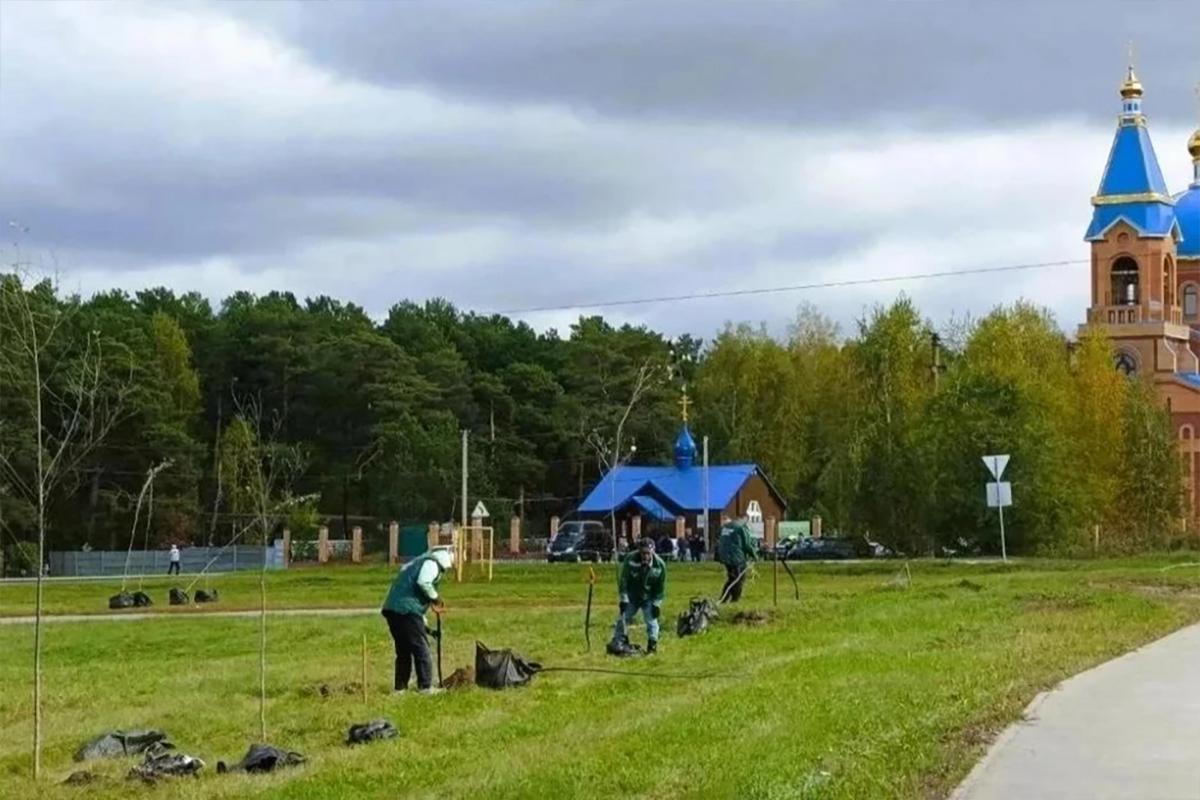 В Новосибирске высадили тополя, о которых мечтали аллергики: 40 деревьев у «Белого сада» не боятся морозов и смога