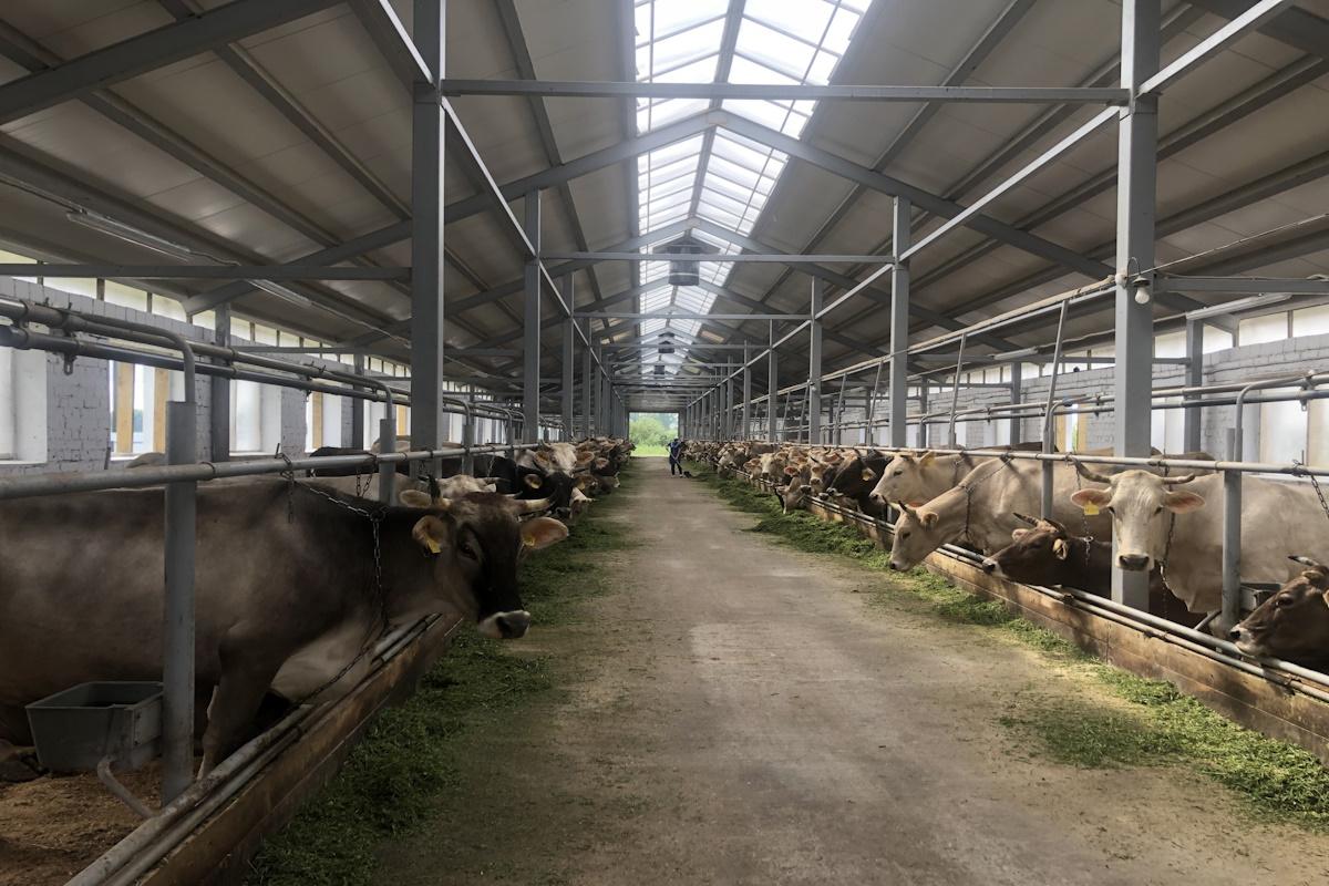 Костромская область присоединилась к формированию единой федеральная системе племенных хозяйств